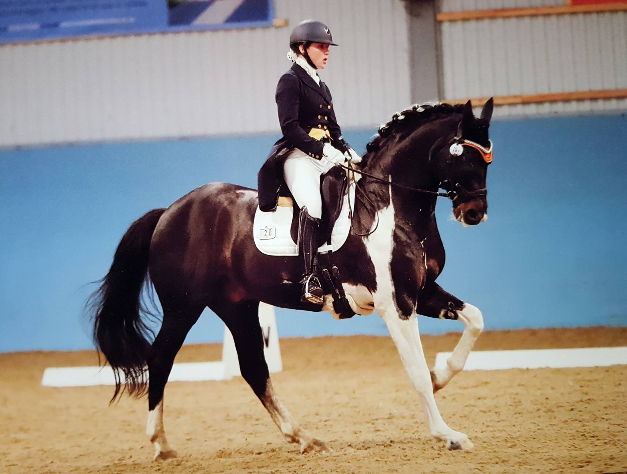 Coloured Dressage Horse